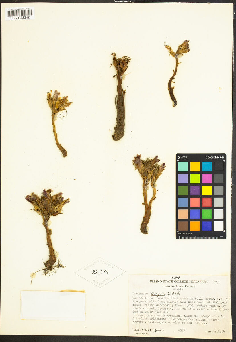 Orobanche grayana — photo