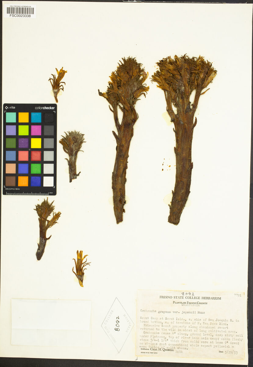 Orobanche grayana — photo