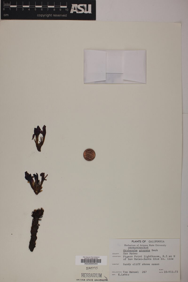 Orobanche grayana