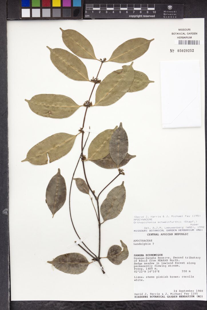 Orthopichonia schweinfurthii — photo