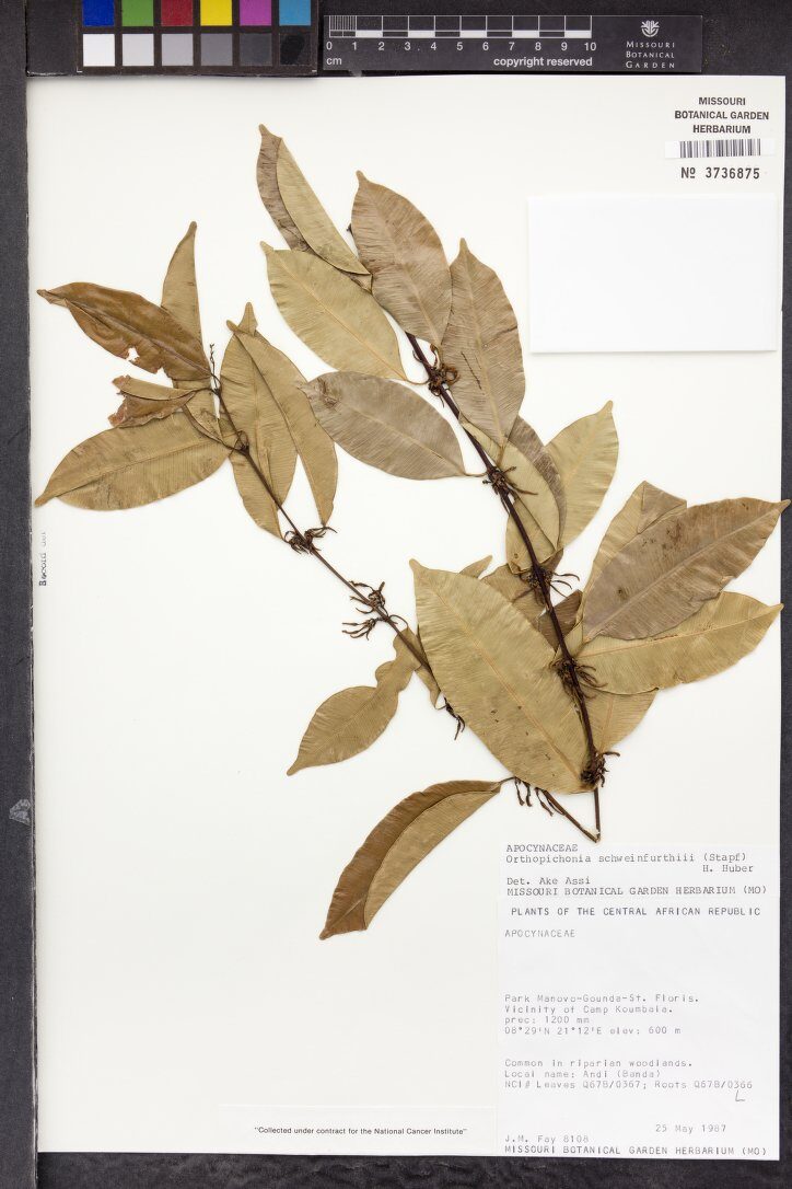 Orthopichonia schweinfurthii — photo