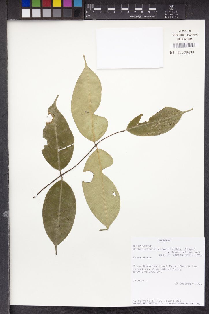 Orthopichonia schweinfurthii