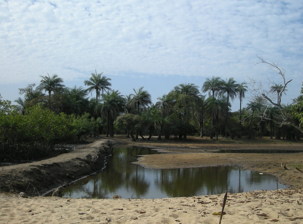 Oryza glaberrima (Floating rice) — photo