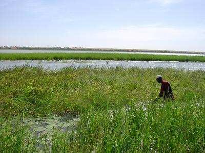 Oryza glaberrima
