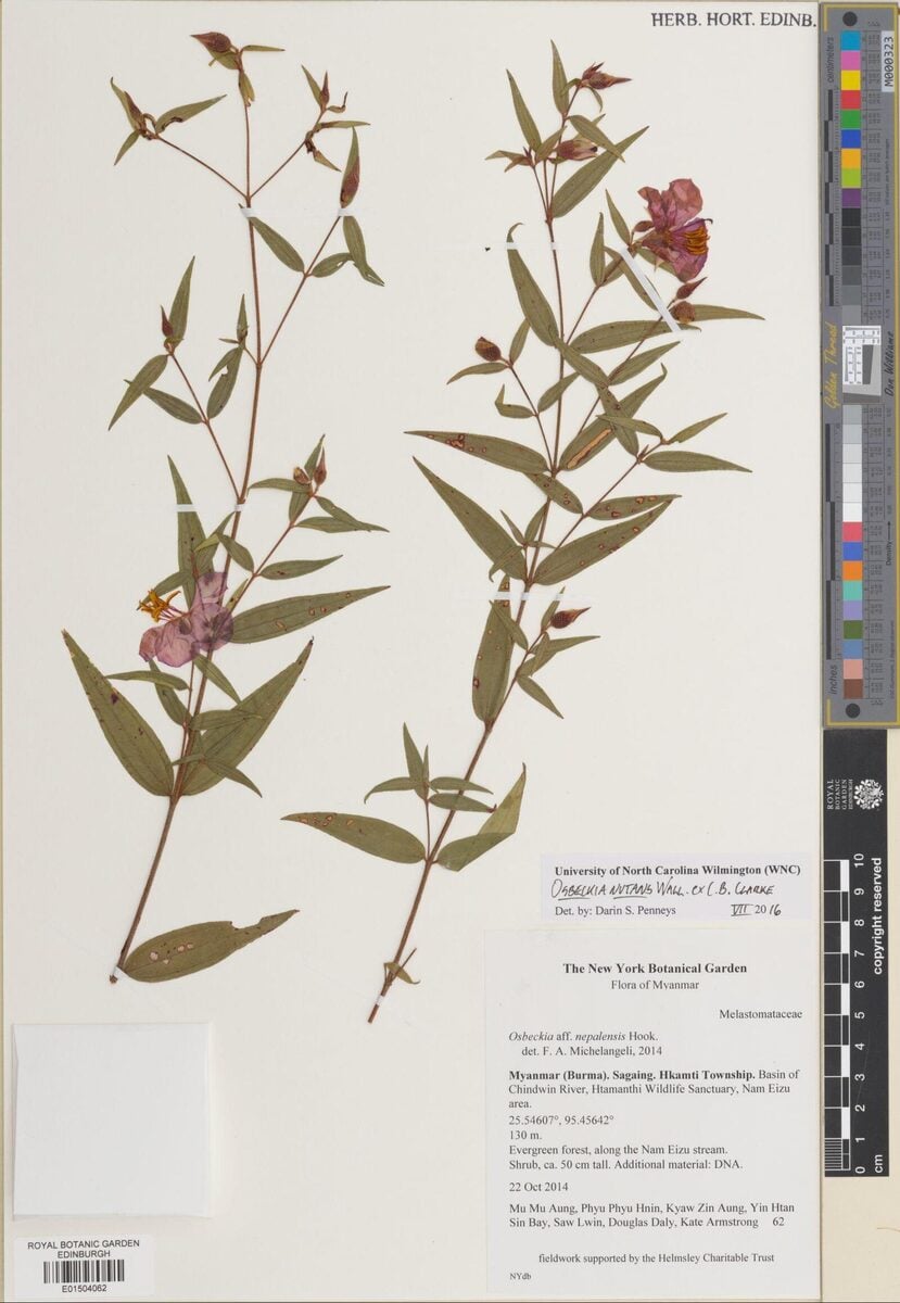 Osbeckia nutans (Dai) — photo