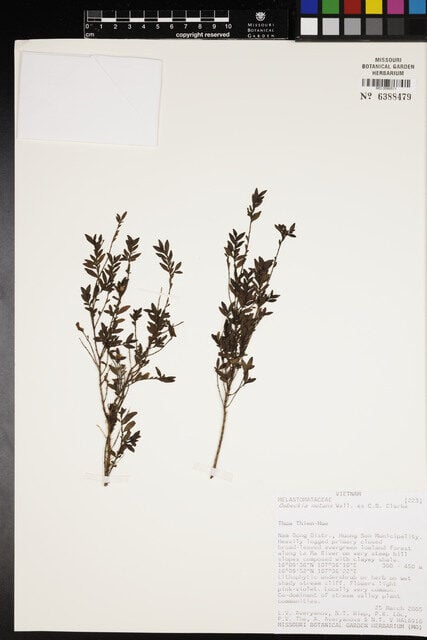 Osbeckia nutans (Dai) — photo