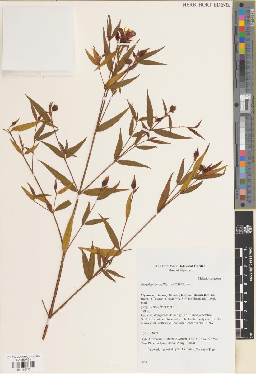 Osbeckia nutans