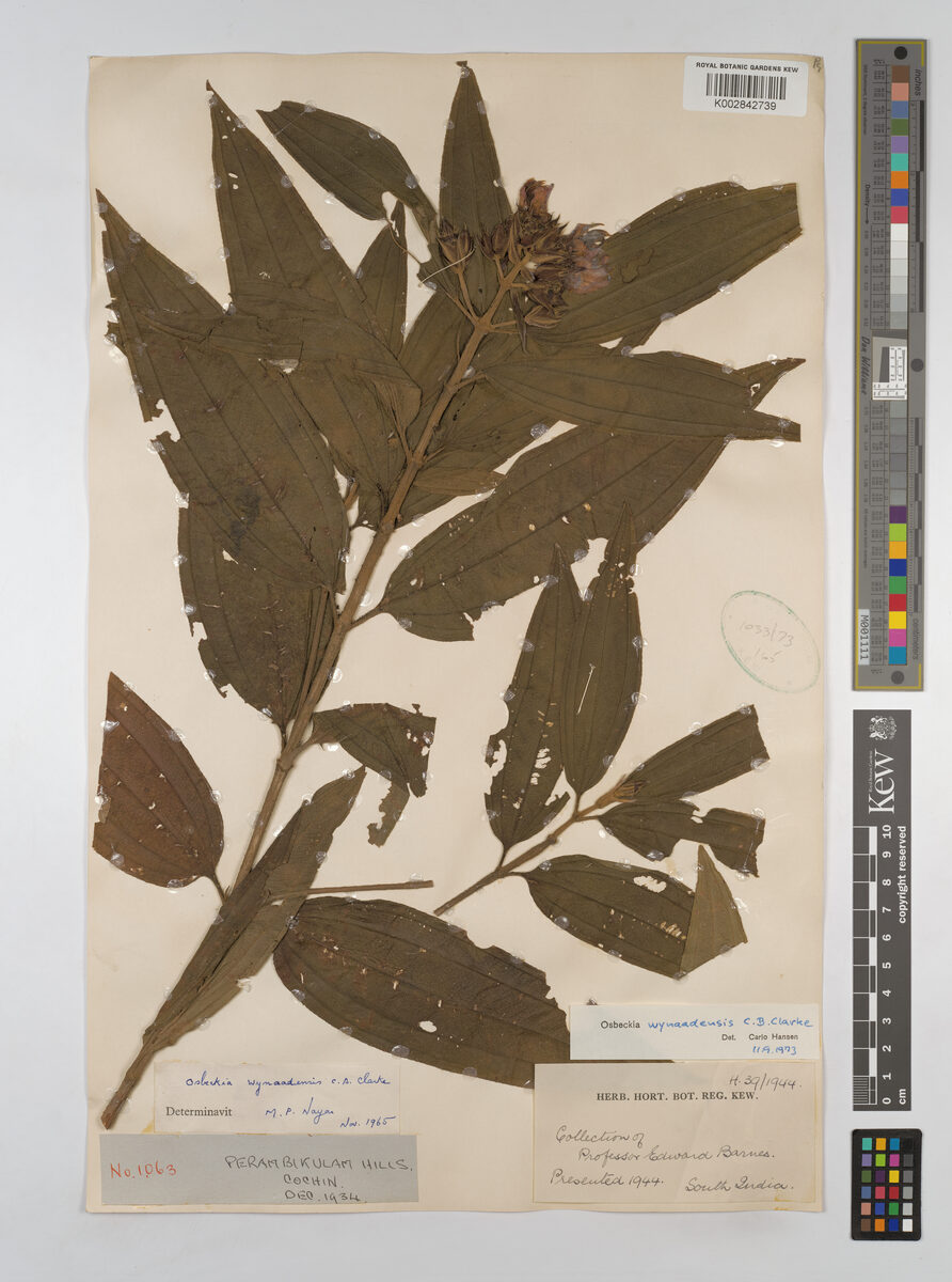 Osbeckia wynaadensis — photo
