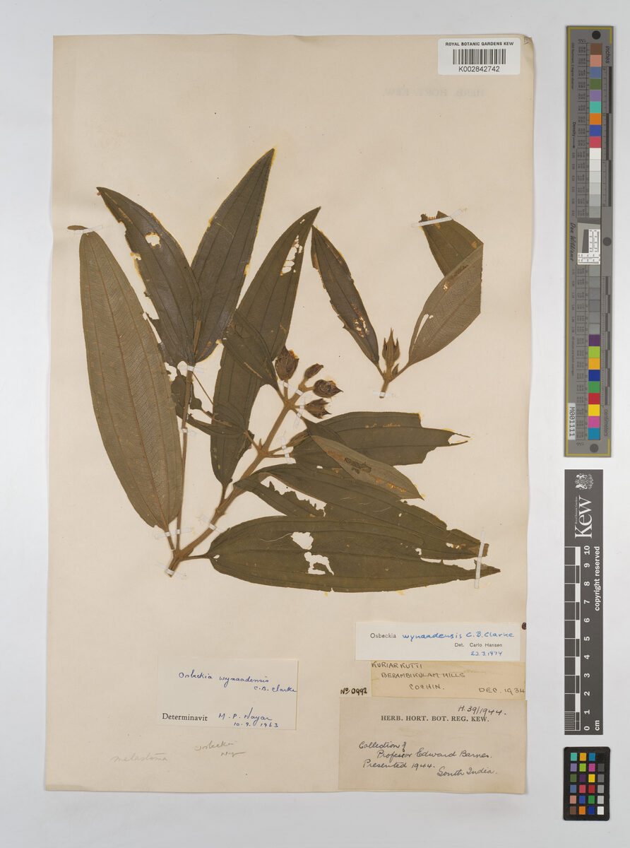 Osbeckia wynaadensis — photo