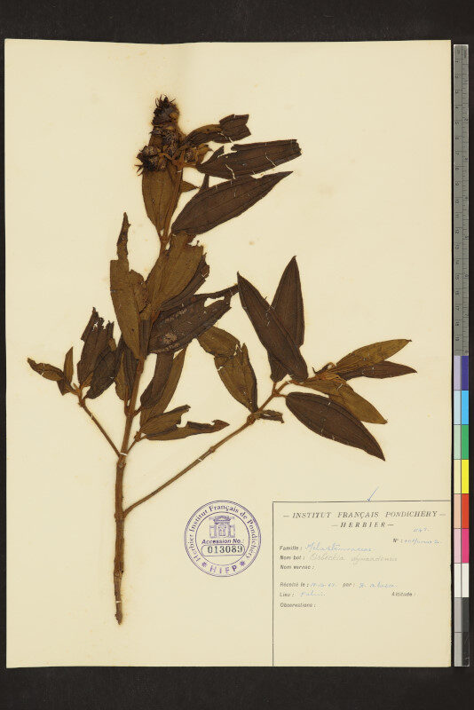 Osbeckia wynaadensis