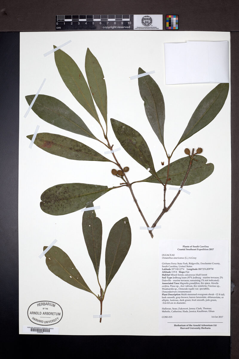 Osmanthus americana - (L.)A.Gray. — photo