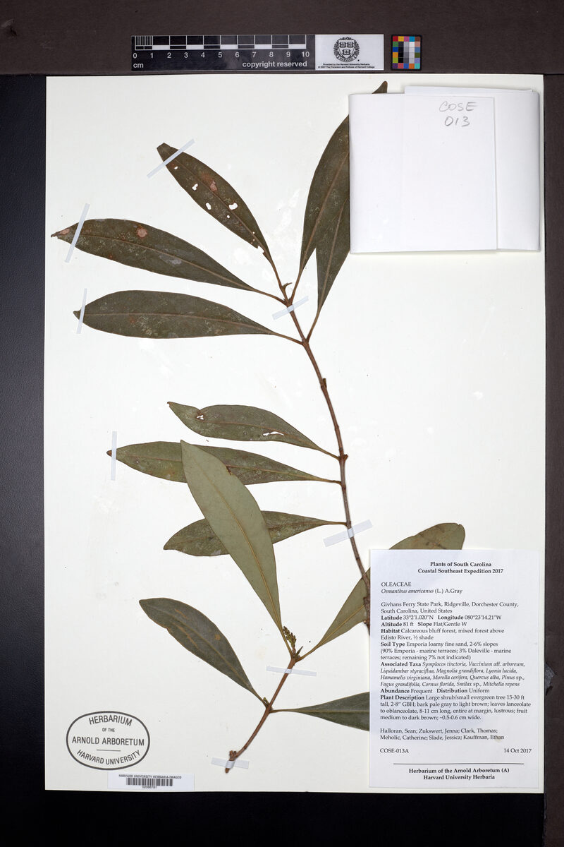 Osmanthus americana - (L.)A.Gray. — photo