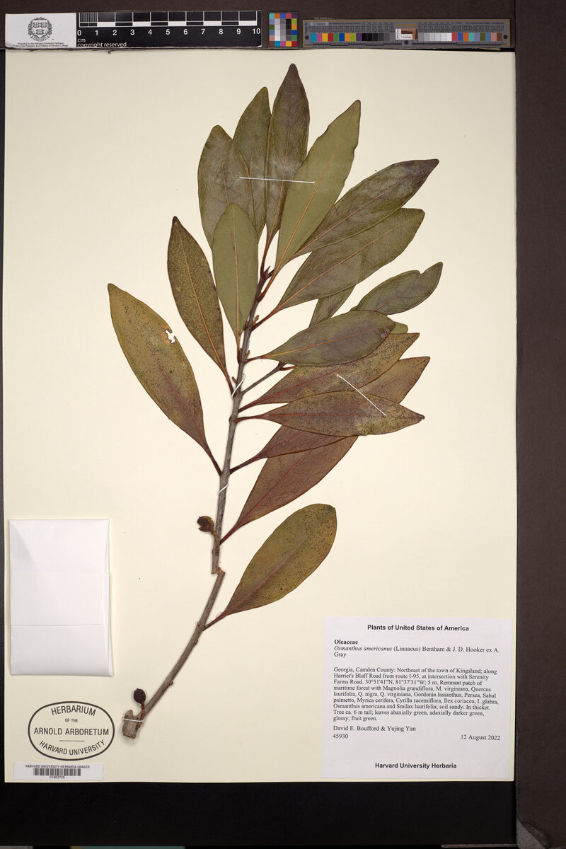 Osmanthus americana - (L.)A.Gray.