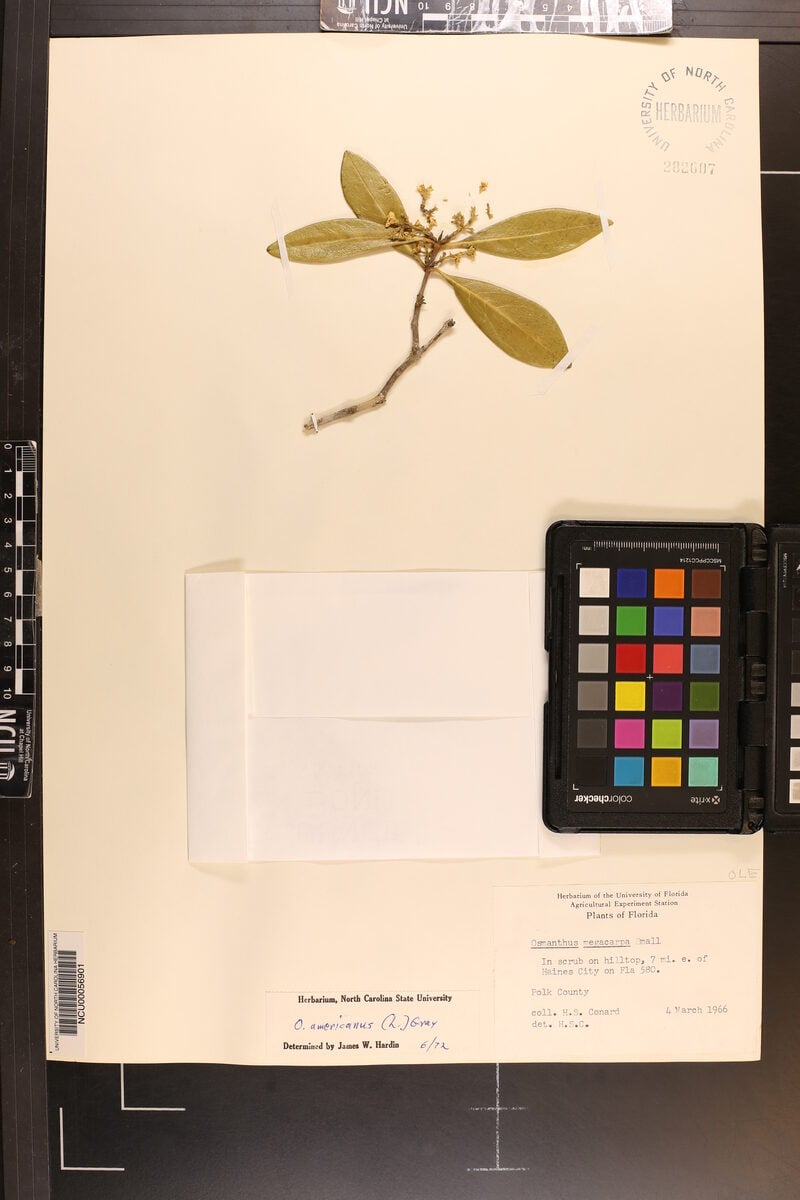 Osmanthus americanus var. megacarpus — photo