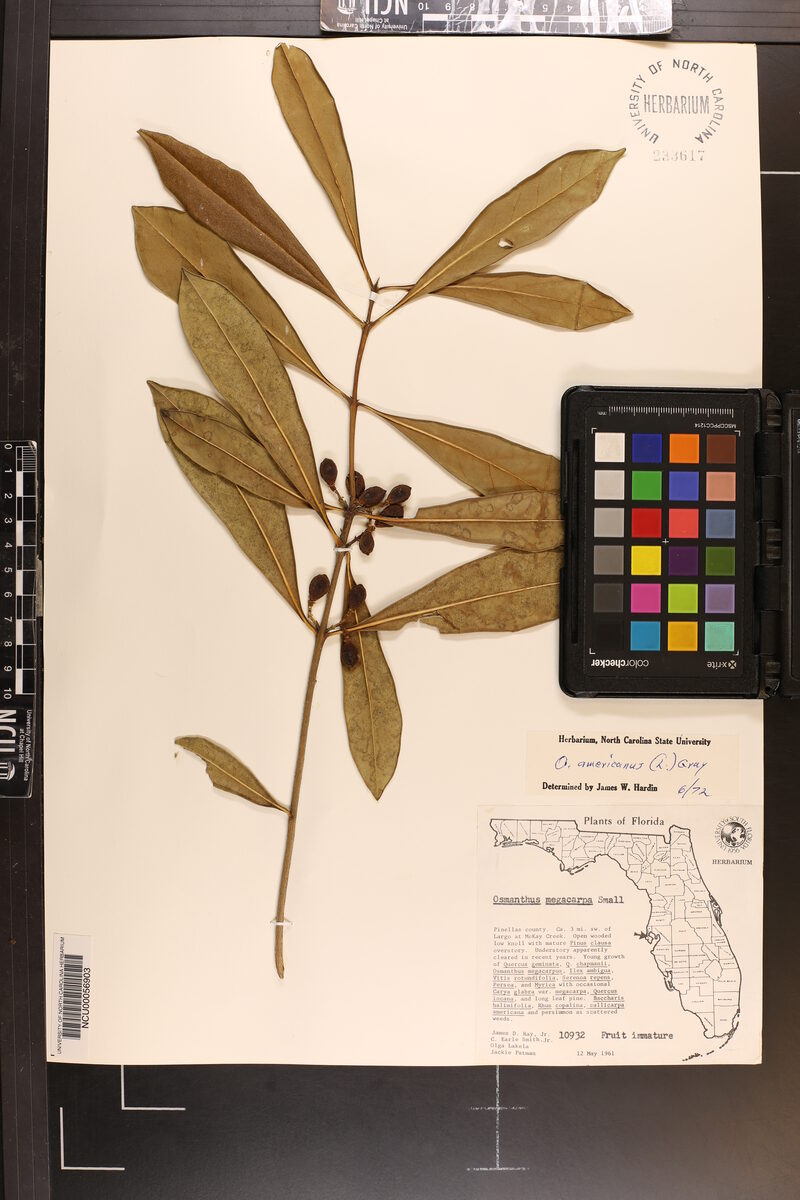 Osmanthus americanus var. megacarpus — photo