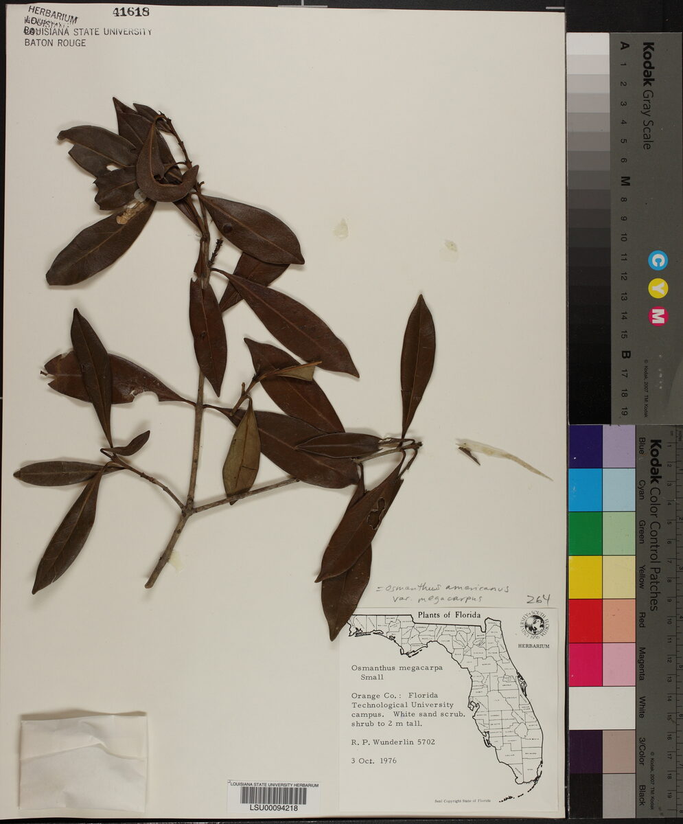 Osmanthus americanus var. megacarpus