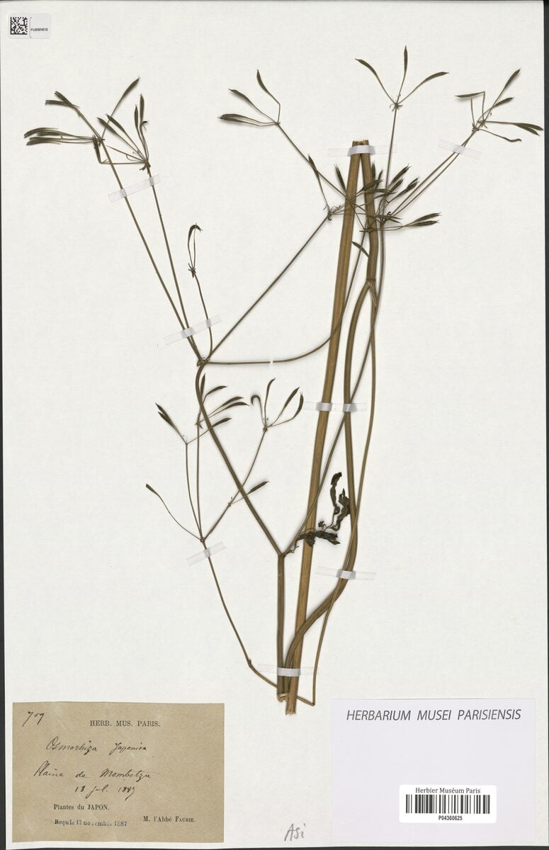 Osmorhiza japonica (Japanese sweet cicely) — photo