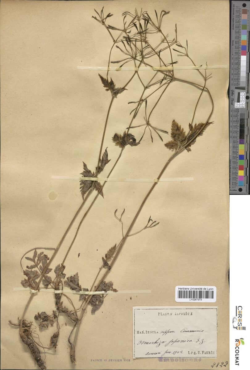 Osmorhiza japonica (Japanese sweet cicely) — photo