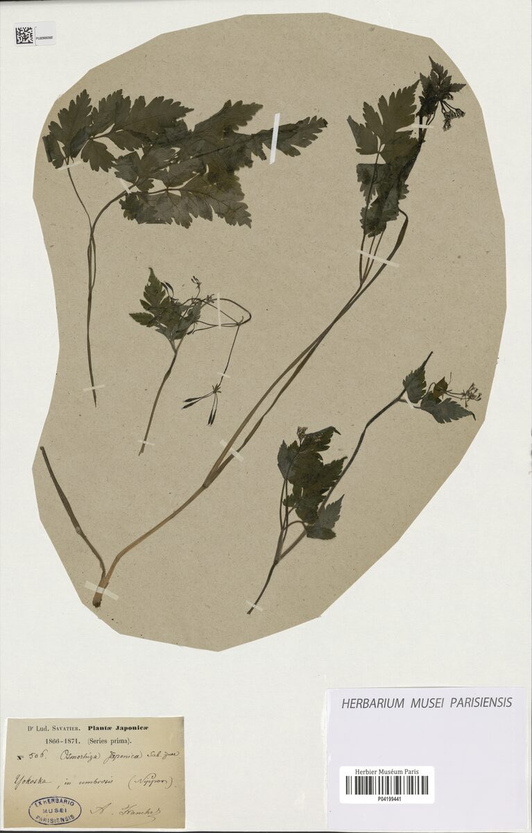 Osmorhiza japonica
