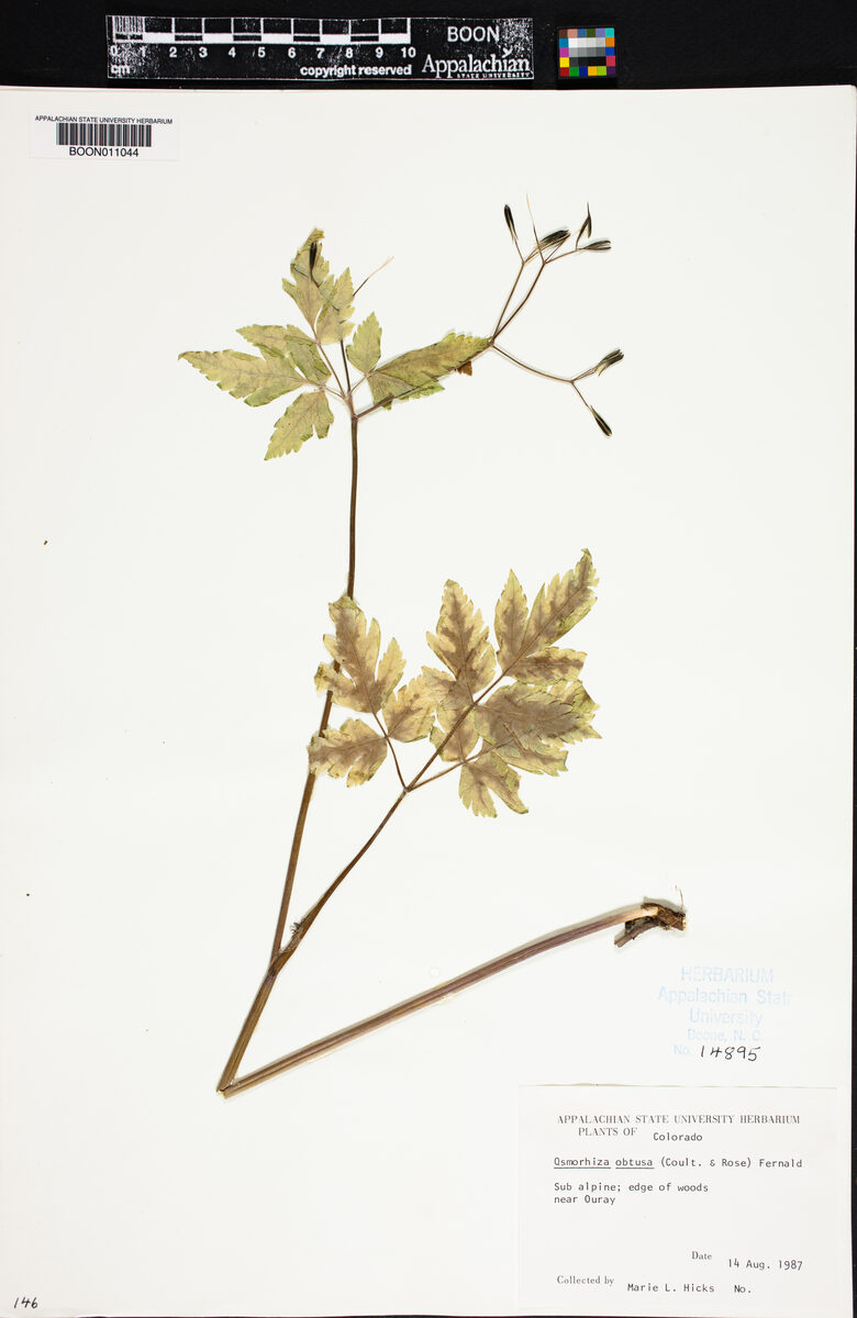 Osmorhiza obtusa - (Coult.&Rose.)Fernald.