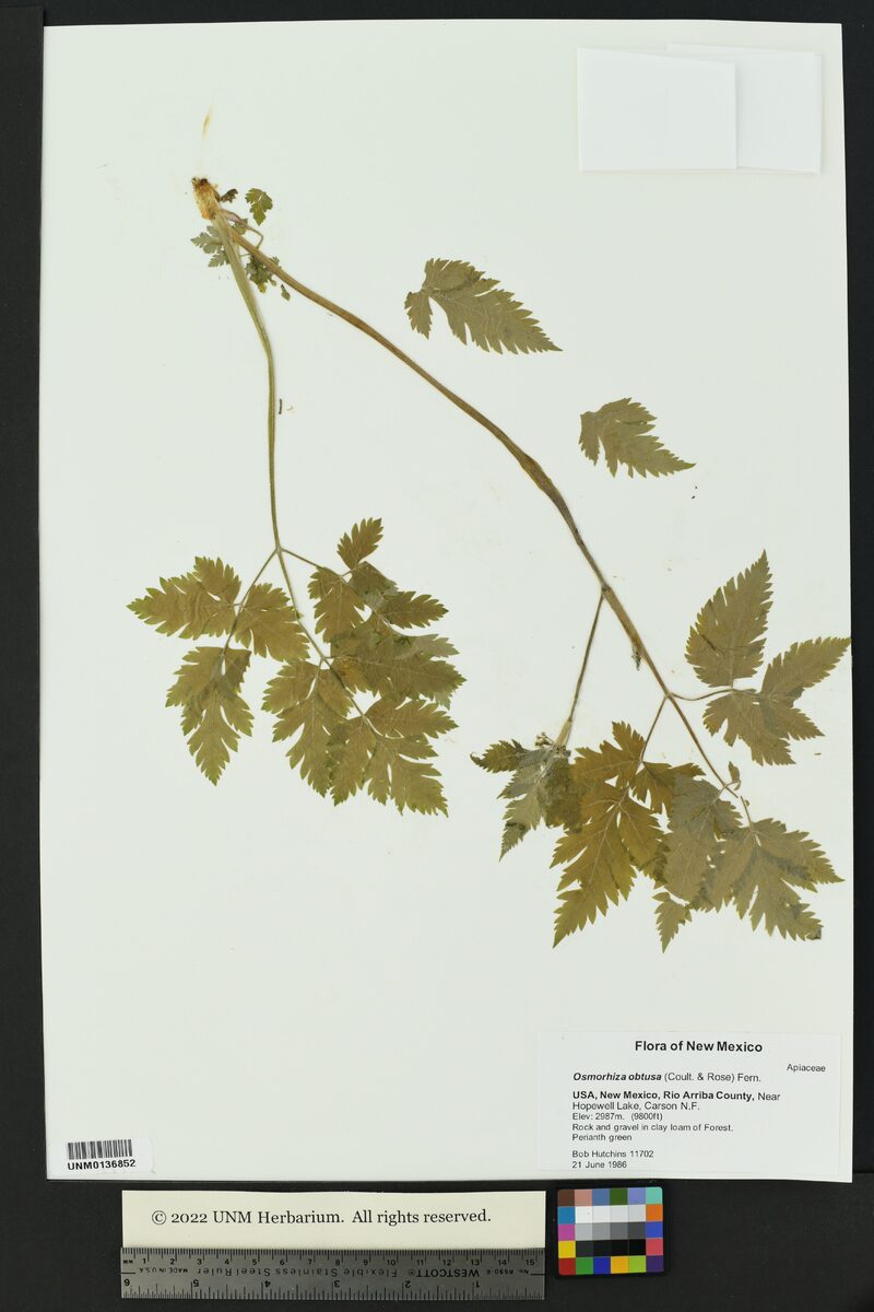 Osmorhiza obtusa - (Coult.&Rose.)Fernald. — photo