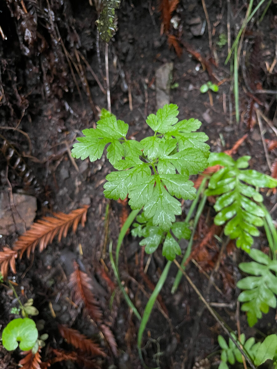 Osmorhiza sp. — photo
