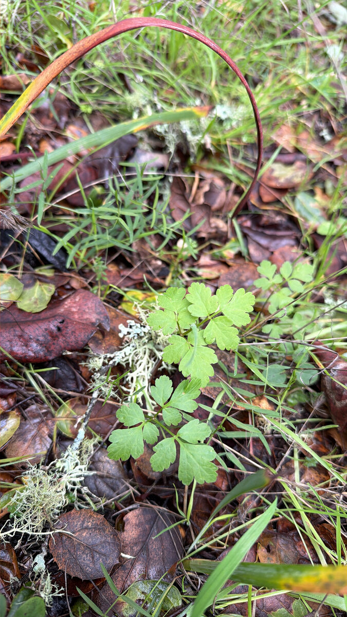 Osmorhiza sp. — photo