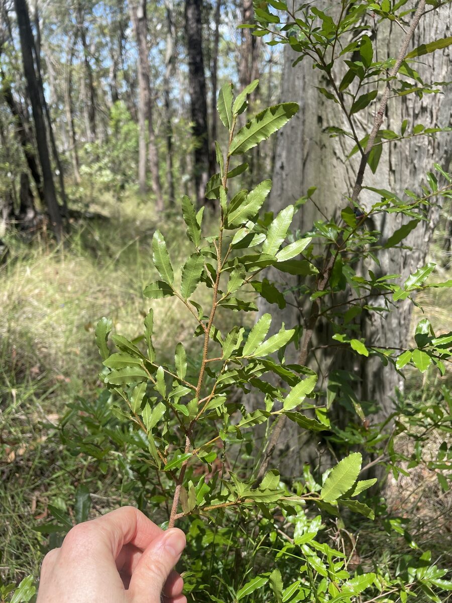 Ouratea affinis — photo