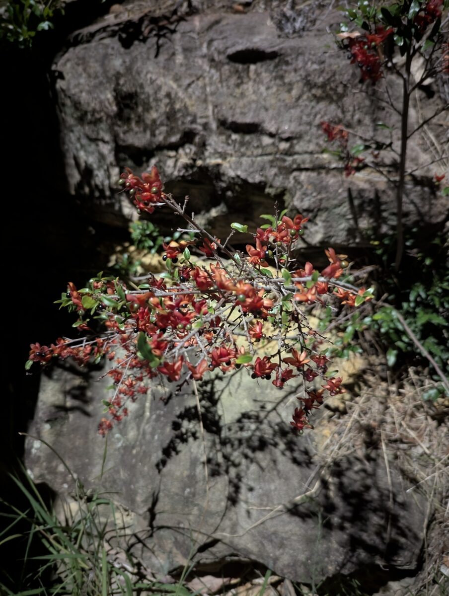 Ouratea affinis