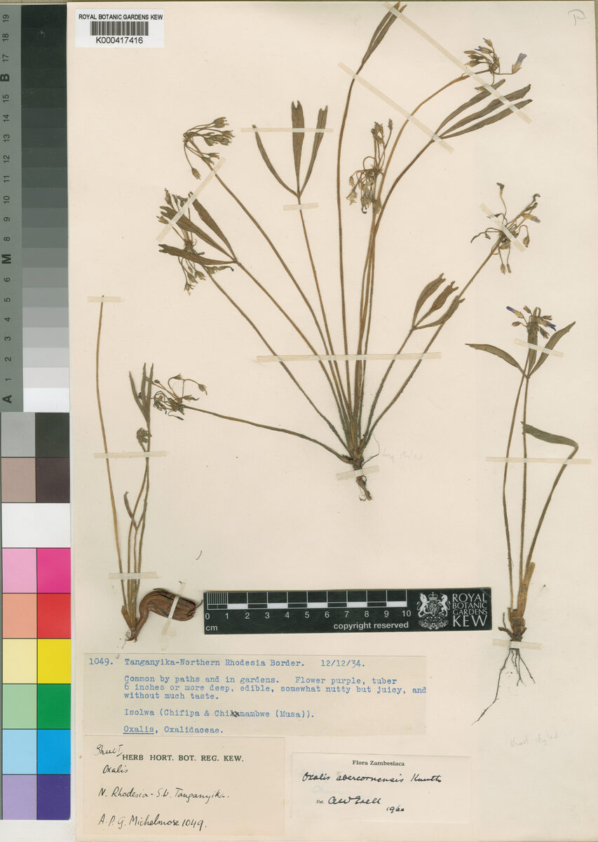 Oxalis abercornensis — photo