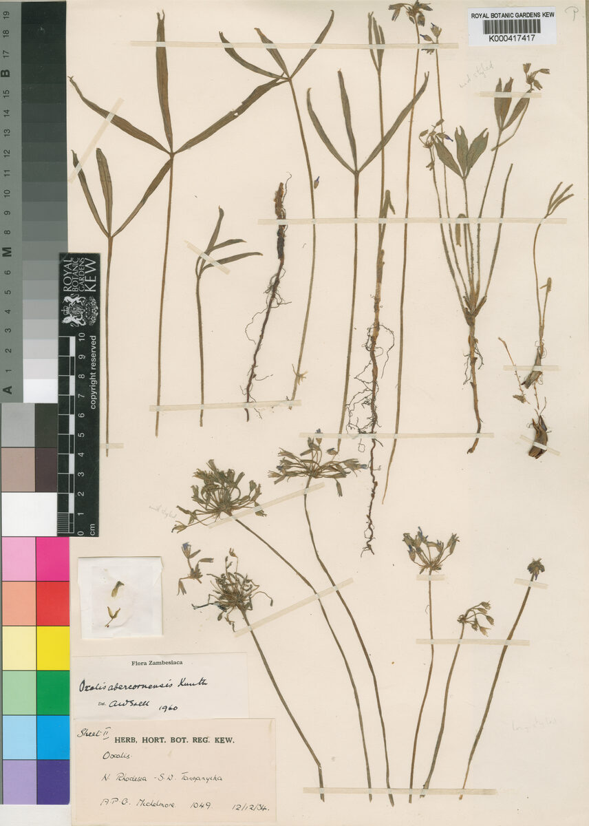 Oxalis abercornensis — photo