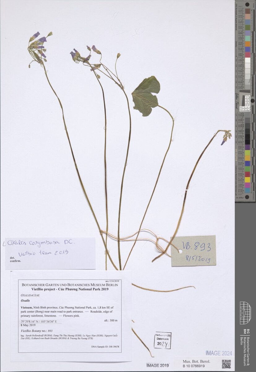 Oxalis corymbosa (Lilac Oxalis) — photo
