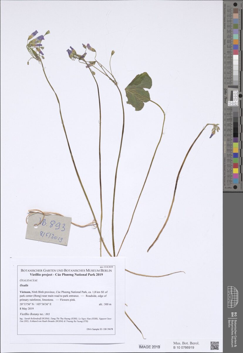 Oxalis corymbosa (Lilac Oxalis) — photo