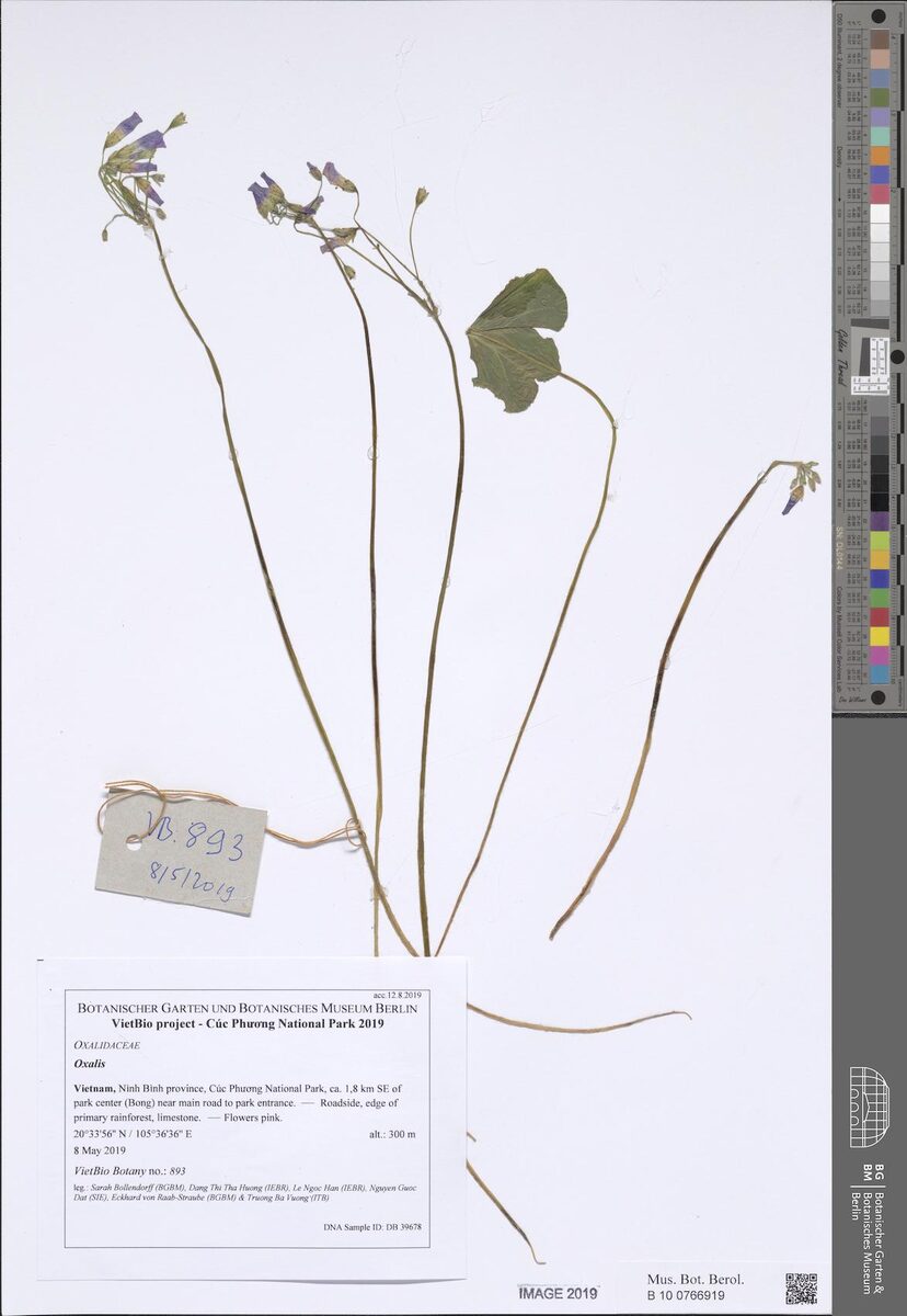 Oxalis corymbosa