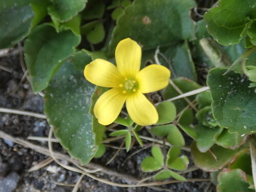 Oxalis exilis (Least Yellow Sorrel) — photo