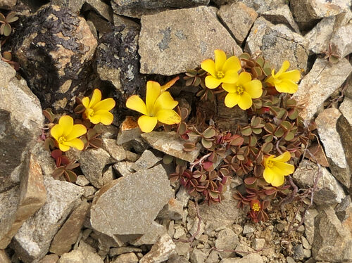 Oxalis exilis (Least Yellow Sorrel) — photo