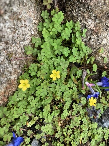Oxalis exilis