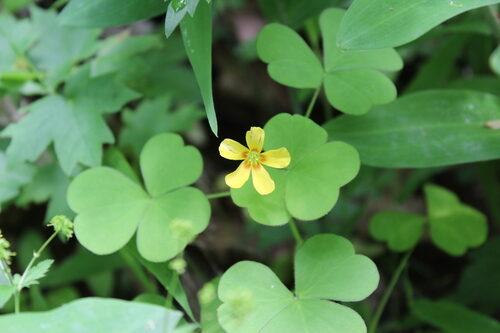 Oxalis grandis (Great Yellow Woodsorrel) — photo