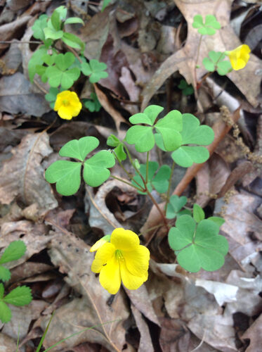 Oxalis grandis (Great Yellow Woodsorrel) — photo