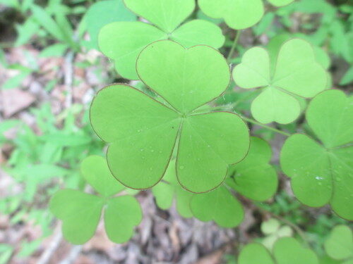 Oxalis grandis