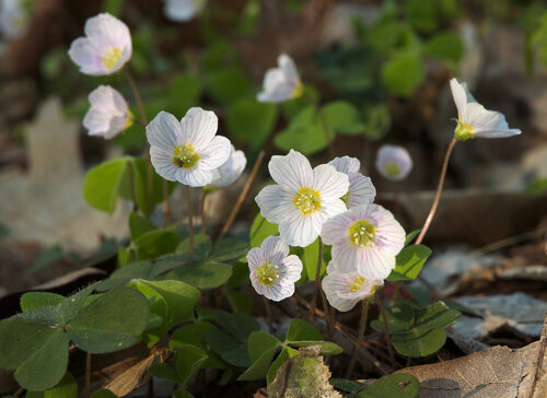 Oxalis montana (Mountain Wood Sorrel) — photo