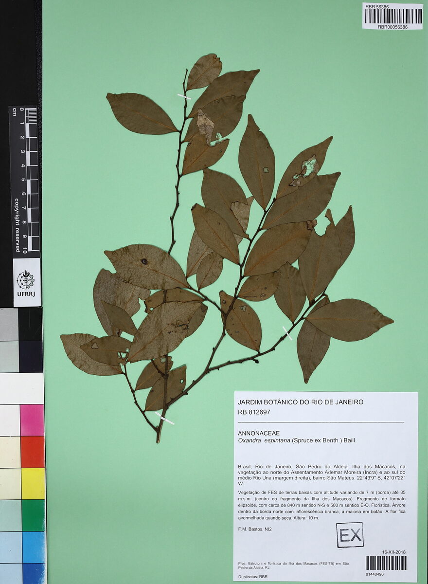 Oxandra espintana — photo