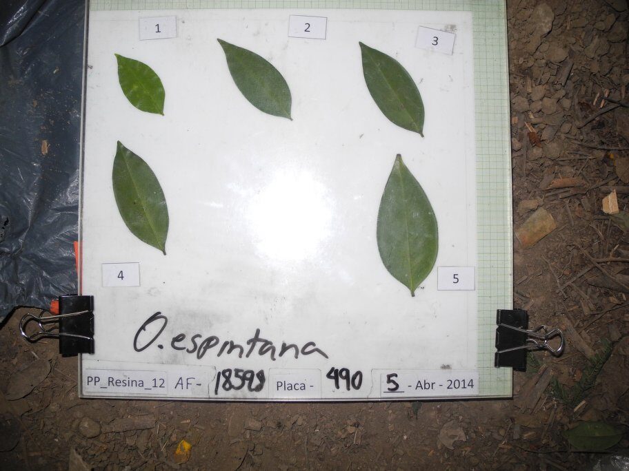 Oxandra espintana — photo