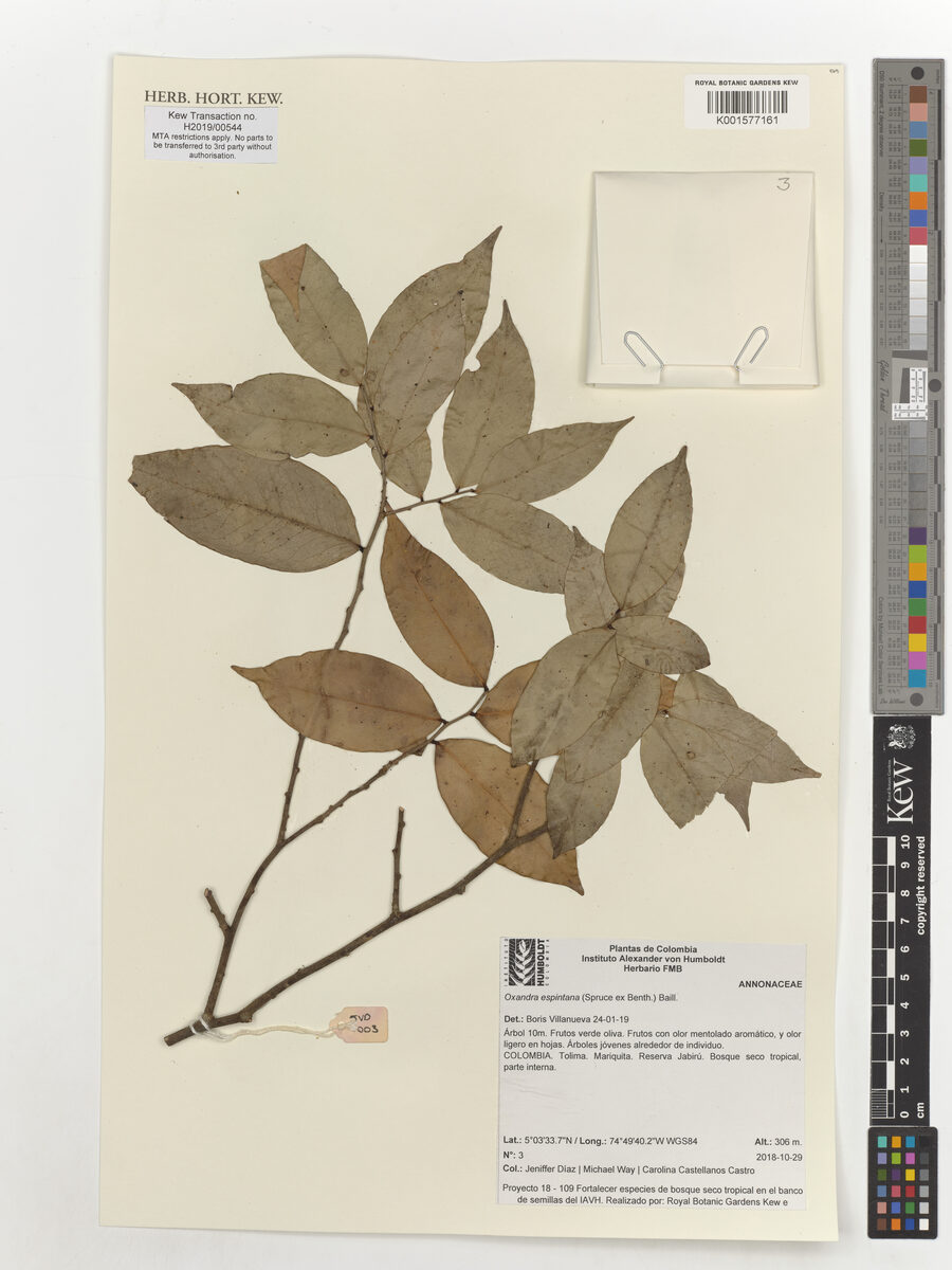 Oxandra espintana