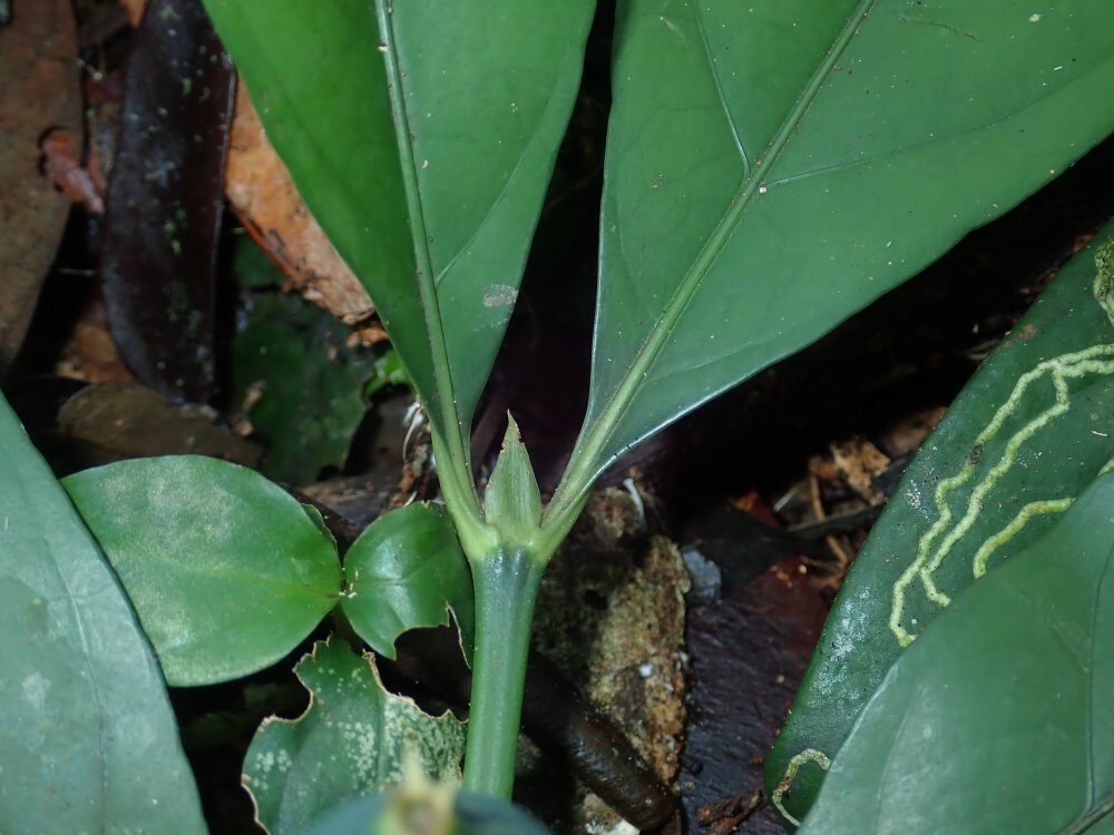 Oxyanthus subpunctatus — photo