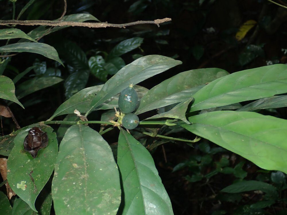 Oxyanthus subpunctatus — photo