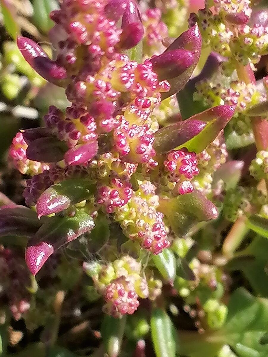 Oxybasis chenopodioides - (L.) S.Fuentes, Uotila & Borsch (Buttered Goosefoot) — photo