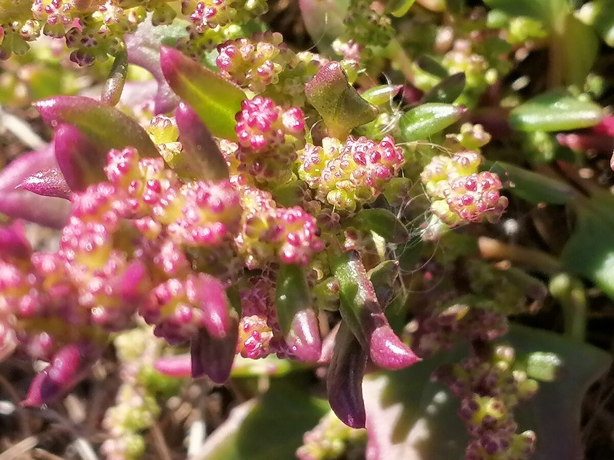 Oxybasis chenopodioides - (L.) S.Fuentes, Uotila & Borsch (Buttered Goosefoot) — photo