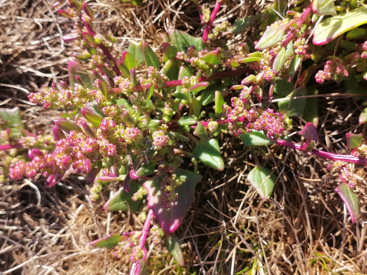 Oxybasis chenopodioides - (L.) S.Fuentes, Uotila & Borsch