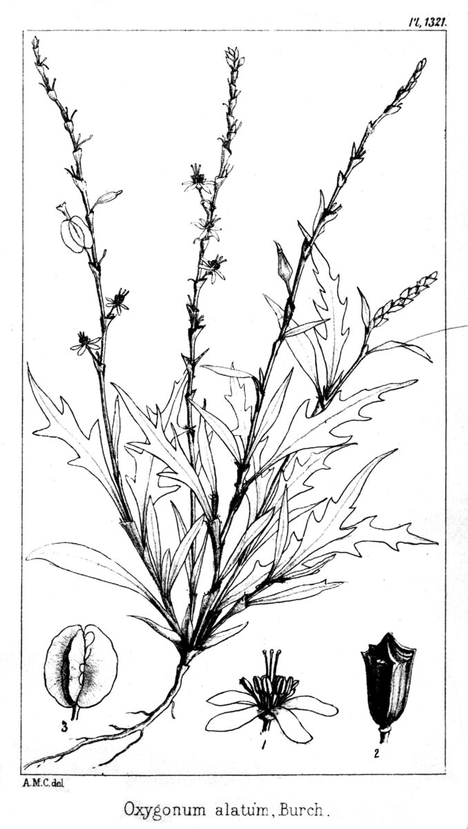 Oxygonum atriplicifolium